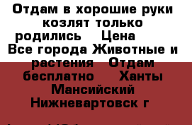 Отдам в хорошие руки козлят.только родились. › Цена ­ 20 - Все города Животные и растения » Отдам бесплатно   . Ханты-Мансийский,Нижневартовск г.